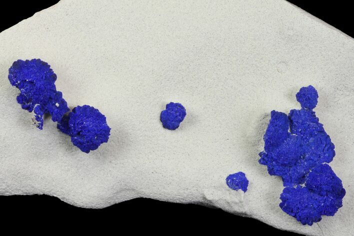 Blue Azurite Sun Cluster on Siltstone - Australia #142773